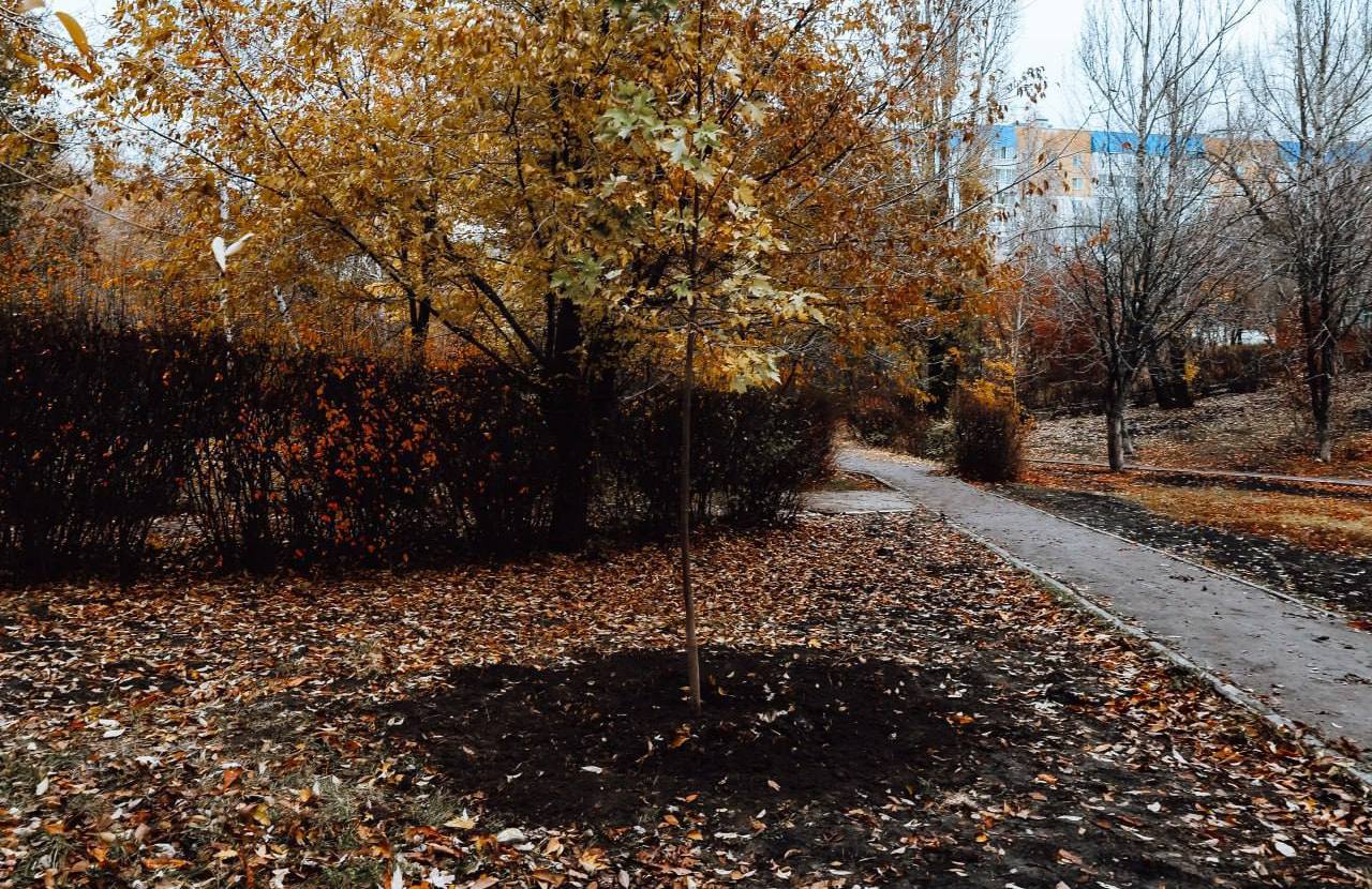 Парк «Территория детства» в Саратове обретает новую жизнь и становится зеленее